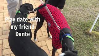 Olive the Greyhound’s birthday by Natalie Powell 1,150 views 5 years ago 1 minute, 50 seconds