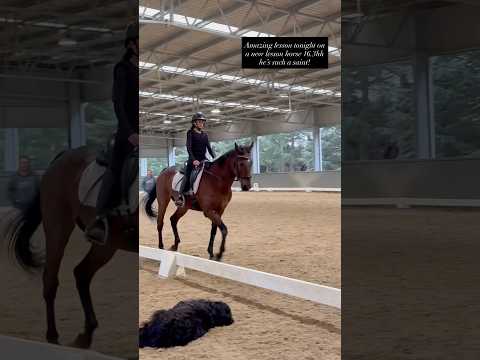 #fypシ゚viral #horse #equestrianjourney #equestrian #shortsviral #pony #ponymalta #horsegirl #fyp