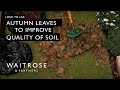 How To Use Autumn Leaves To Improve Quality Of Soil | Waitrose
