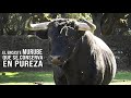 Toro Bravo de puro encaste Murube Ganaderia de toros bravos El Canario 2021