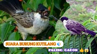SUARA BURUNG KUTILANG PALING GACOR‼️