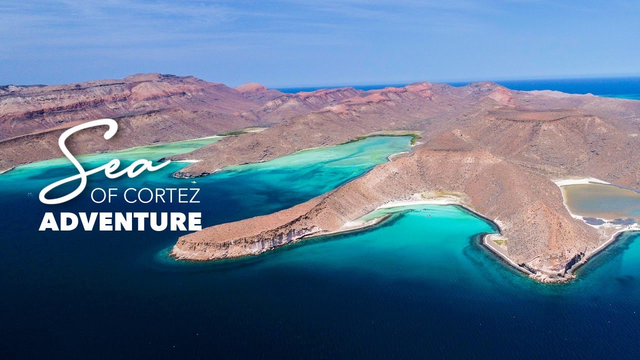 Sea of Cortés Wild Sea Lion Snorkel Adventure | Cabo Adventures