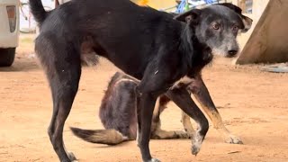 Funny baby dog playing around the house with sound from your library