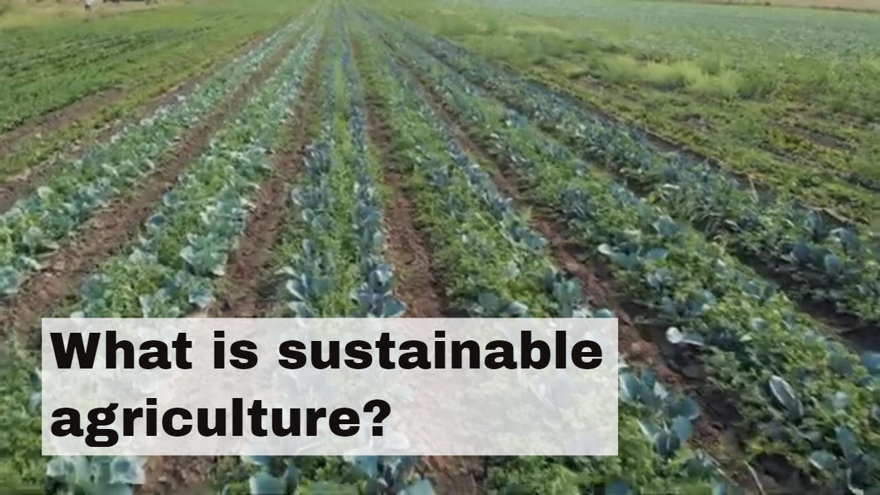 What is sustainable agriculture? - YouTube