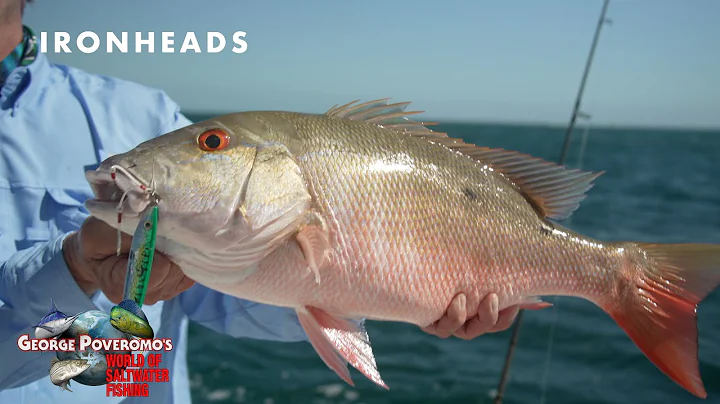 MUTTON SNAPPER & BLACKFIN TUNA, FLORIDA KEYS - 202...