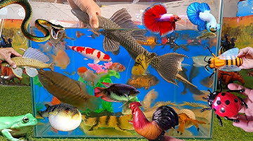 Tổng hợp các video cá cảnh đẹp, động vật dễ thương, cá tàu ngầm da beo, ếch xanh, cá koi, rắn nâu