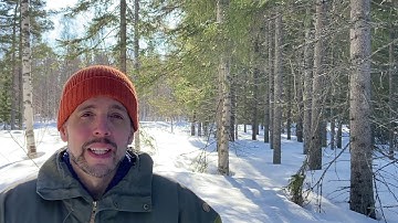 New features in the app Arboreal Forest March 2021