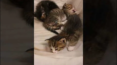 Watch the video about Cute Animals Funny Videos 2024😂😻 Funny Cats and dogs.