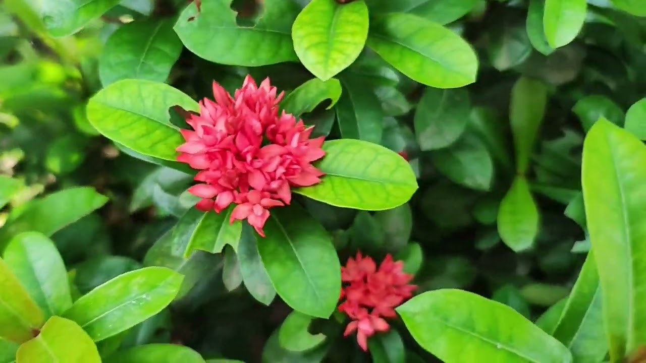Rangan Flower Plant in Backyard Garden of Jyotsna Das... 