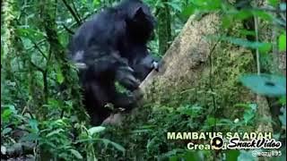 Sound suara singa dan gorila bangunin sahur