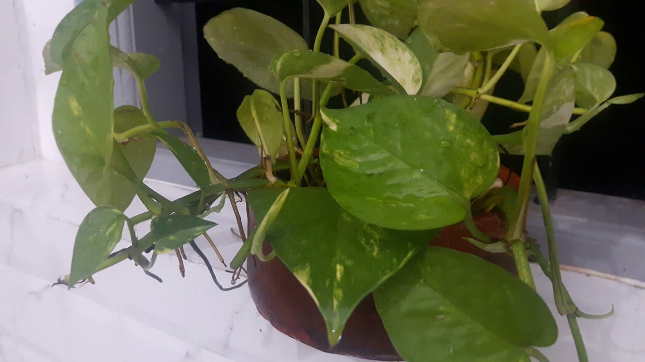 Indoor plants Plants lucky bamboo Money Plant YouTube