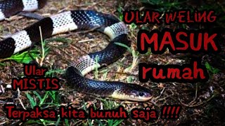 Bahaya Ular Beracun Tinggi Masuk Rumah