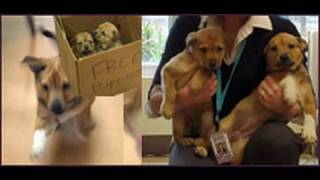 Puppies found in box update