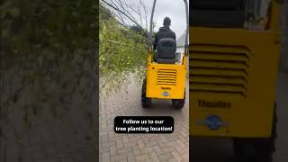 Moving and planting Silver Birch trees