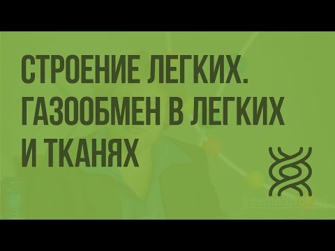 Строение легких. Газообмен в легких и тканях. Видеоурок по биологии 8 класс