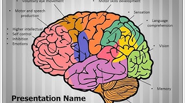 Brain Function PowerPoint Presentation Template - TheTemplateWizard.com