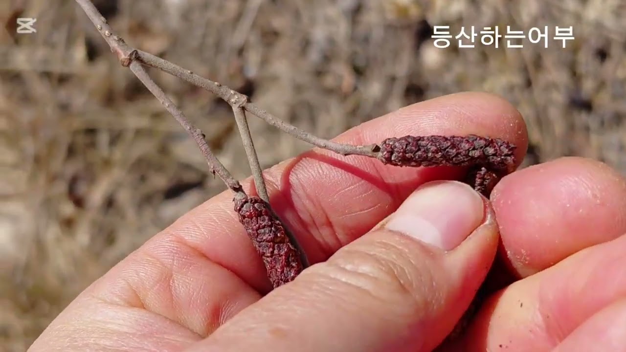토종벌 월동 잘못되었는지 내검하기