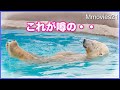 【ホッキョクグマ】たっぷり披露ララのラッコとリラのすりすり Polar Bears Life