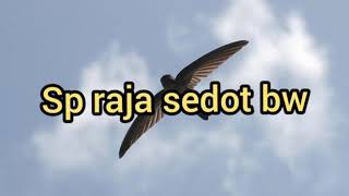 Sp raja sedot bw sempel