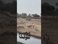 When Giants Meet Stripes: Wildlife Magic in the Makgadikgadi Pans