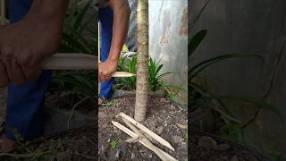 Cara Supaya Pohon Pepaya Cepat Berbuah