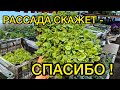 Подкормки маленькой рассады для бурного роста! Обзор нужных препаратов.