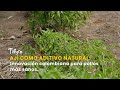 Ají como aditivo natural: Innovación colombiana para pollos más sanos –TvAgro por Juan Gonzalo Angel