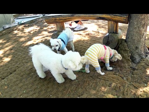 개린이날 기념 반려견 놀이터 다녀왔어요!