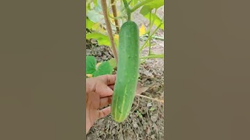 My Kitchen Garden || Grow Cucumber || #Shorts