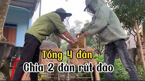 Cách xử lý ong đực hiệu quả,giữ được cầu đẹp nhất #xử lý ong trực tiếp