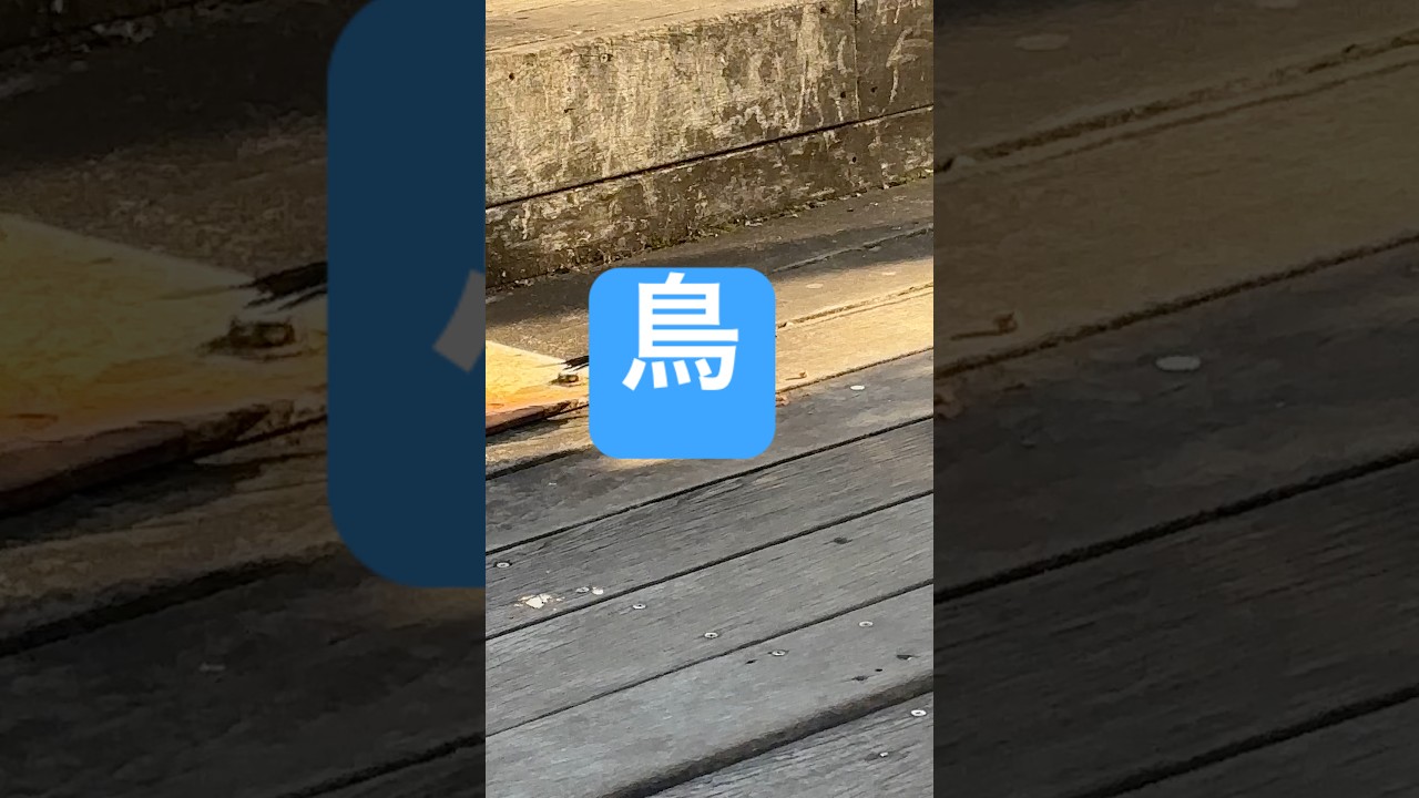 かわゆし鳥だわ❣️ #twice #cat #保護猫