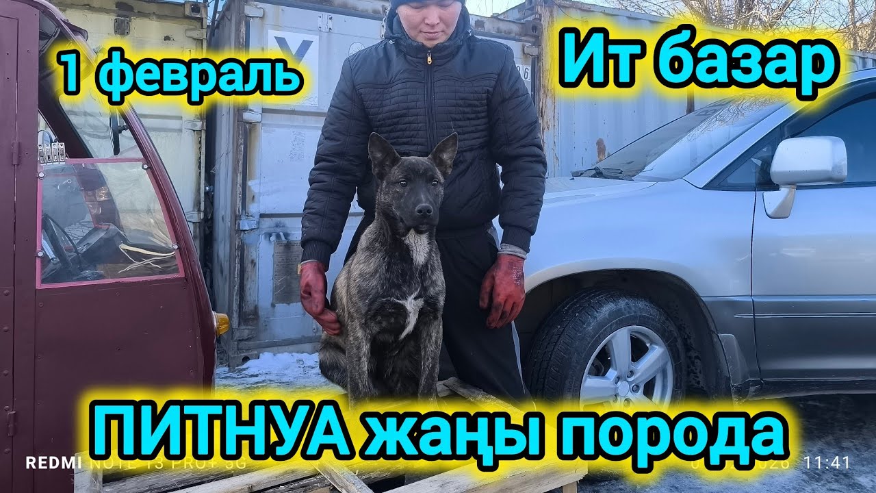 ИТ БАЗАР 🐕 МАЛИНУА+ ПИТБУЛЬ кандай күчүктөр болот? 