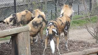 Playful African Wild Dogs in the Rain (Painted Wolves, Lycaon Pictus) at London Zoo