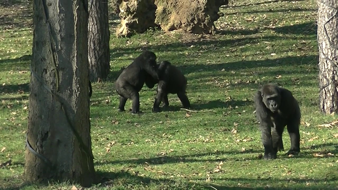 Gorilla's in Burgers Zoo. - YouTube