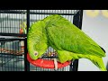 Que le pasó a Vicky/lorita llora porq Jaco no la quiere/loro discutiendo con su dueño #talkingparrot