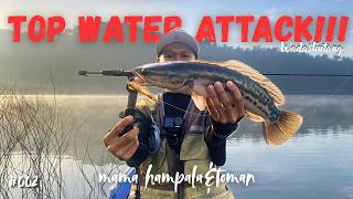 TOP WATER ATTACK!!!! || SENSASI CASTING TOMAN DAN HAMPALA DALAM SATU SPOT