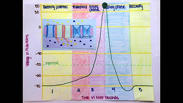 Modeling Project: Action Potential