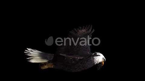 Eagle Fly With Hunted Mouse | Motion Graphics - Envato elements