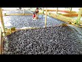Catfish Feeding Times with Floating Feed Grain Based Diet || Catfish Farming in Aquaculture