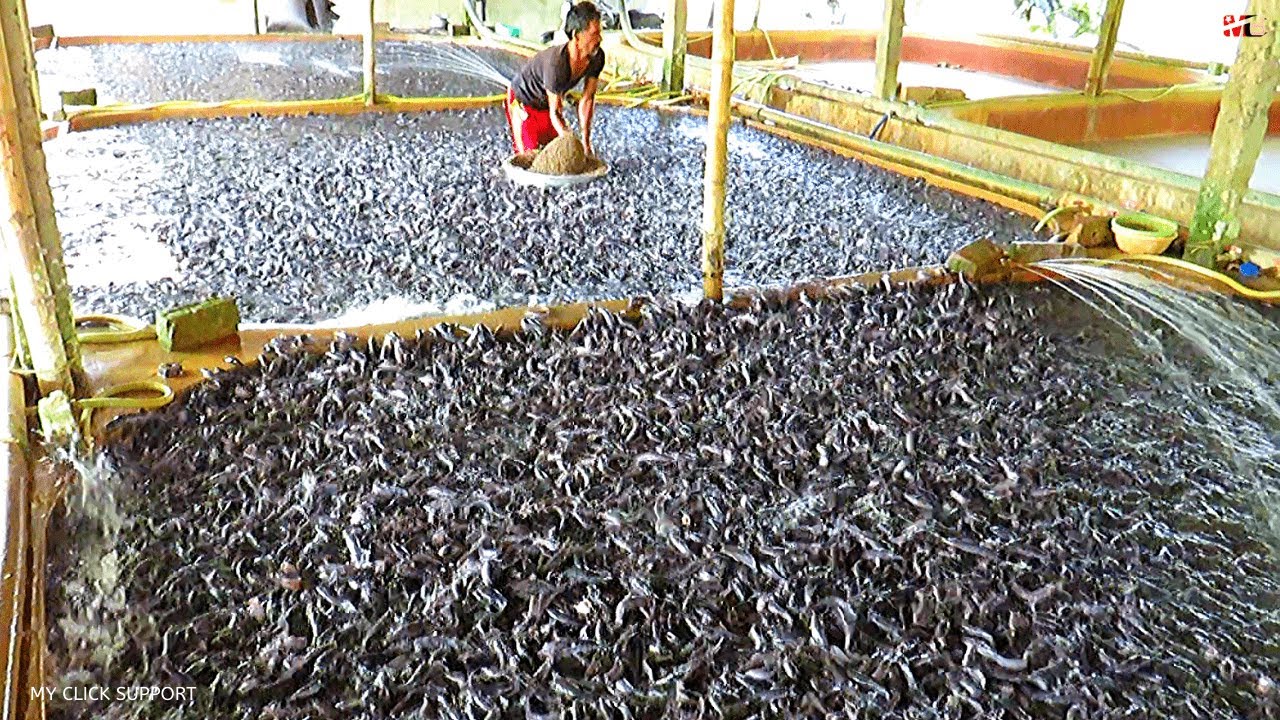  New Update  Catfish Feeding Times with Floating Feed Grain Based Diet || Catfish Farming in Aquaculture