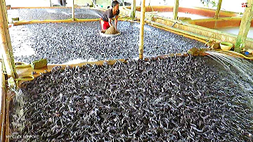 Catfish Feeding Times with Floating Feed Grain Based Diet || Catfish Farming in Aquaculture