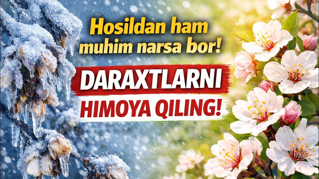Hosildan ham muhim narsa bor! Daraxtlarni himoya qiling!