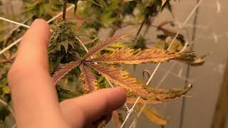 Hyper Fuel Day 56 Last Update Before Harvest