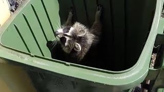 Racoon in Green Bin