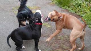 PITBULLS CASSIE AND RINO 2010 @brennanclan