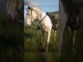 Buell É O Cavalo Mais Especial do Jogo? - Red Dead Redemption 2 #reddeadredemption2 #shorts