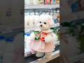 ❤️첫 심부름🐶❤️ — 둘 다 우유인걸 ?🥛 Her First Errand — And She Picked Two Milks! 🥛 #bichoncooking #pets