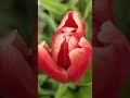 #beautiful #flowers #ytshorts
