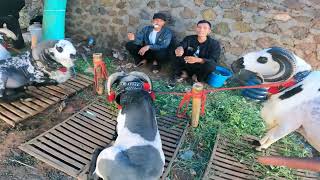 SENI KETANGKASAN DOMBA GARUT PAMIDANGAN ANDES KAB.BANDUNG  part 3  #domba #dombagarut #kontes