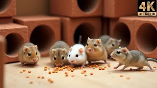 🔴 Hide & Seek With Ninja Mice 🧸🐭 | 12 Hours Live CAT TV for Cats To Watch 🐭 screenshot 5